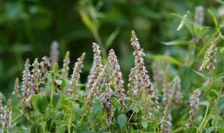 凉粉草的功效与作用（新鲜凉粉草的功效与作用）