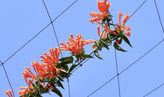 炮仗花怎么种 炮仗花的种植