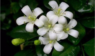 七里香花的养殖方法和注意事项有哪些 七里香花的养殖方法和注意事项简单介绍