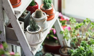 七叶莲盆栽可以放室内吗 七叶莲盆栽能不能换屋内种植