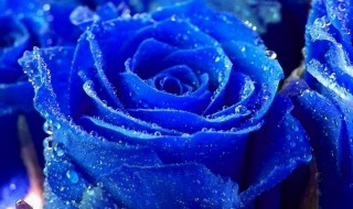 蓝玫瑰花的花语是什么 蓝玫瑰花的花语