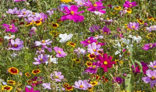 格桑花长什么样 格桑花的外形特征