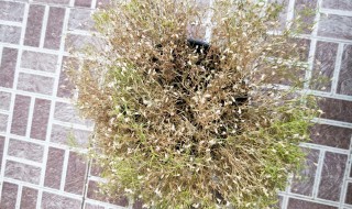 花店买的满天星会枯萎吗 花店买的满天星会不会枯萎