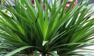 龙须树要种多少年才会开花 龙须树是什么样的呢