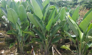 天堂鸟一棵能繁殖出很多苗吗 天堂鸟一棵能种很多苗吗