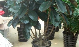 黑金刚和橡皮树的区别有什么 黑金刚和橡皮树的区别有哪些