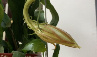 昙花一年开几次花,几月开花 昙花几月开花一年开几次花