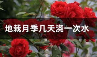 地栽月季几天浇一次水 地栽月季的养殖技巧