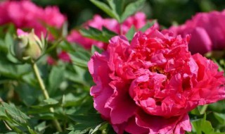 牡丹花的种植 怎样种植牡丹花