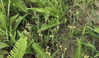 独角金是什么样子的 独角金长什么样