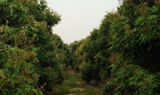 龙眼树施什么肥长得快 龙眼树施哪些肥呢