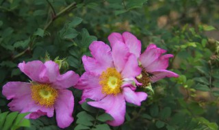 如何给缫丝花浇水 缫丝花多久浇水