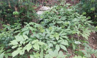 七叶一枝花的种植技术 七叶一枝花怎么种植