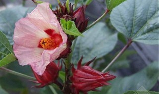 玫瑰茄是什么 玫瑰茄简介