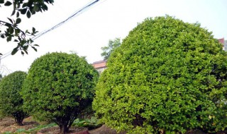 冬青树有哪些养殖方法和注意事项 冬青树养殖方法介绍