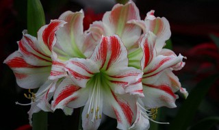 朱顶红养殖方法与技巧 朱顶红养殖方法介绍