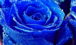 蓝色妖姬玫瑰花语 蓝色妖姬玫瑰花语介绍