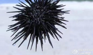 海胆有没有毒 海胆含有毒素吗