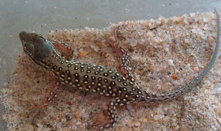 石龙子怎么养 怎么养石龙子