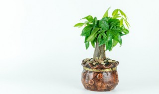 植物用英语怎么说 植物用英语的写法