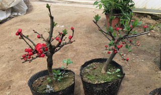 盆栽海棠怎么修剪 四季海棠的修剪方法