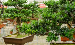 罗汉松怎么修剪 罗汉松如何修剪