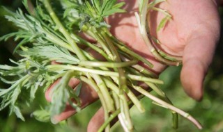 芦蒿保鲜长的小窍门 芦蒿保鲜时长的小窍门