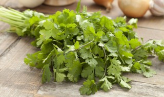 香菜保鲜的小窍门 如何保存香菜