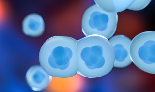 组织学和胚胎学中LM和EM是什么意思 组织学和胚胎学中LM和EM的含义