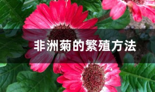 非洲菊怎么繁殖 非洲菊的繁殖方法