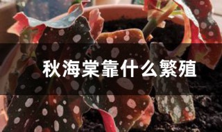 秋海棠怎么繁殖 秋海棠的繁殖方法