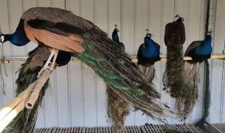 孔雀怎么繁殖 孔雀如何繁殖