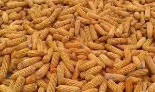 晒干的玉米怎么剥 怎么剥晒干的玉米