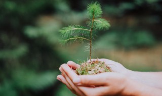 侧柏树在农村叫什么树 侧柏树在农村叫松树对吗