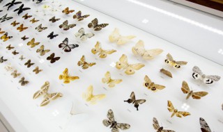 鬼蝴蝶是什么 鬼蝴蝶的介绍