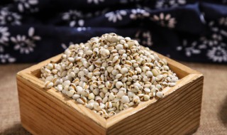 薏仁如何挑选 挑选薏仁的方法介绍