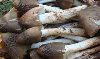 鸡枞如何挑选 鸡枞怎么挑选