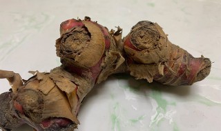 良姜是什么 良姜介绍