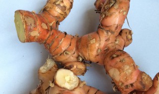 南姜是什么 南姜介绍