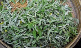 清明菜怎么保存 清明菜保存方法