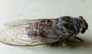 知了猴是什么 知了猴介绍