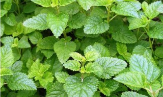 柠檬薄荷和普通薄荷的区别是什么 柠檬薄荷和普通薄荷的区别