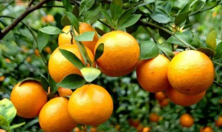贡柑是什么 贡柑介绍