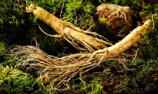 西洋参和人参的区别是什么 西洋参和人参的区别介绍