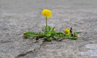 刺儿菜和蒲公英的区别是什么 关于刺儿菜和蒲公英的区别