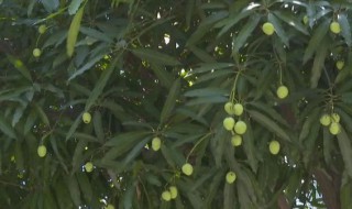 扁桃树和芒果树的区别是什么 扁桃树和芒果树的介绍