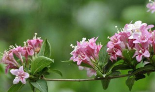 海仙花和锦带花的区别是什么 海仙花和锦带花的区别介绍