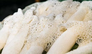 鲜竹荪怎么吃 竹荪介绍