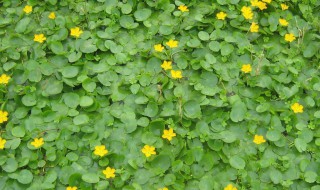 荇菜能吃吗 荇菜是否能吃