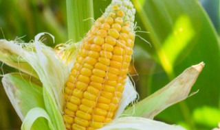 鲜玉米大量的储存方法 鲜玉米大量怎样储存